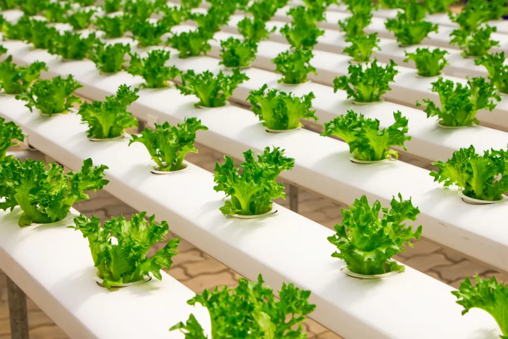 Cultivo de lechugas en sistema hidropónico, mostrando hileras de plantas en canales blancos.